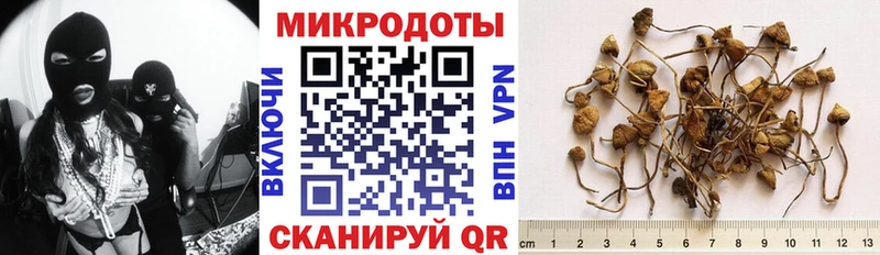 kraken онион  Дорогобуж  Галлюциногенные грибы Cubensis 